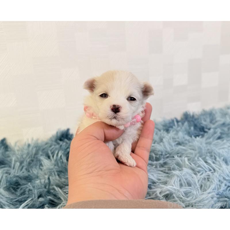 販売中の埼玉県のマルチーズ-426481の2枚目