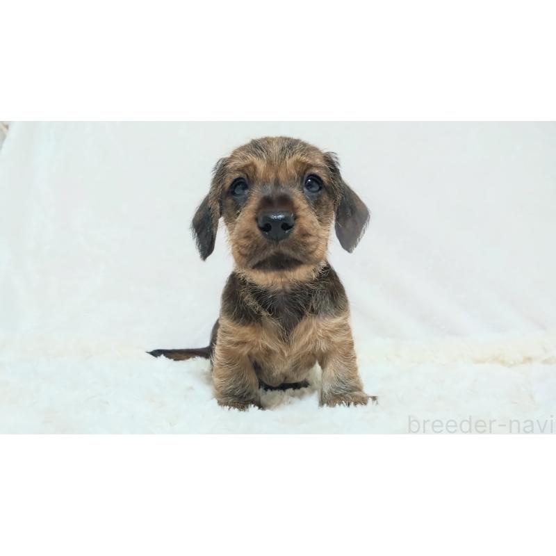 販売中の北海道のミニチュアダックスフンド(ワイヤーヘアード)-420089の3枚目