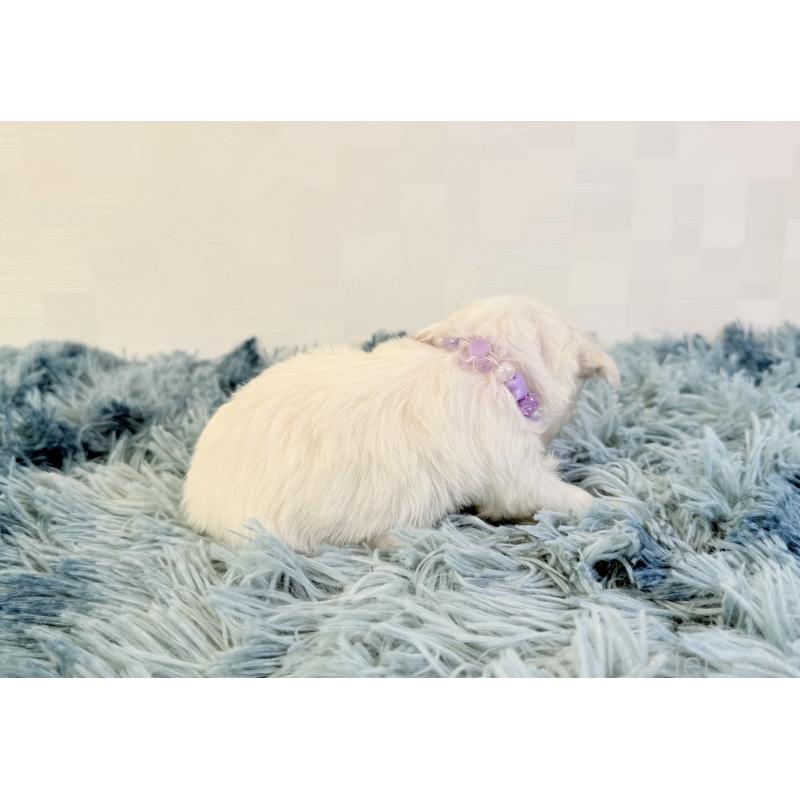 販売中の埼玉県のマルチーズ-426482の5枚目