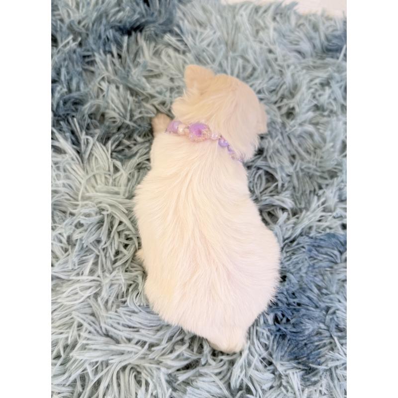 販売中の埼玉県のマルチーズ-426482の4枚目