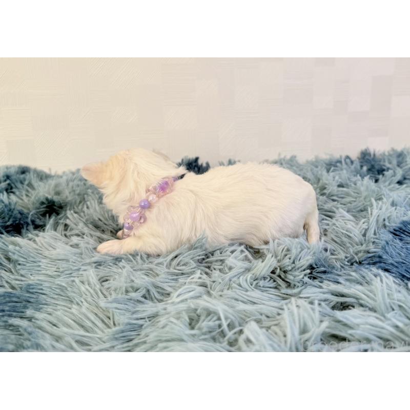 販売中の埼玉県のマルチーズ-426482の3枚目