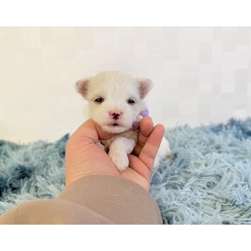 販売中の埼玉県のマルチーズ-426482の2枚目