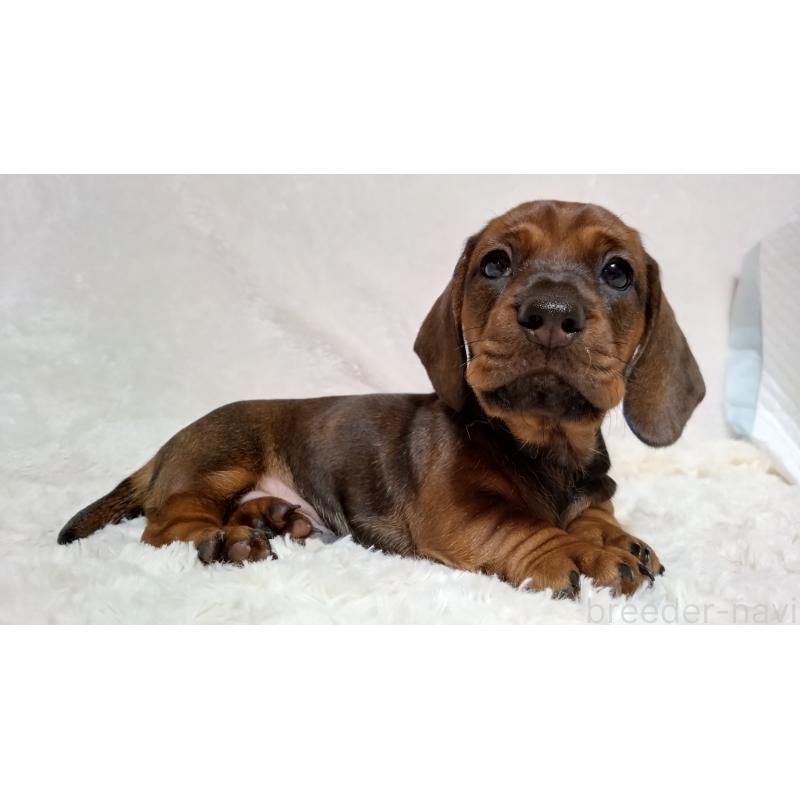 販売中の北海道のミニチュアダックスフンド(ワイヤーヘアード)-420092の3枚目