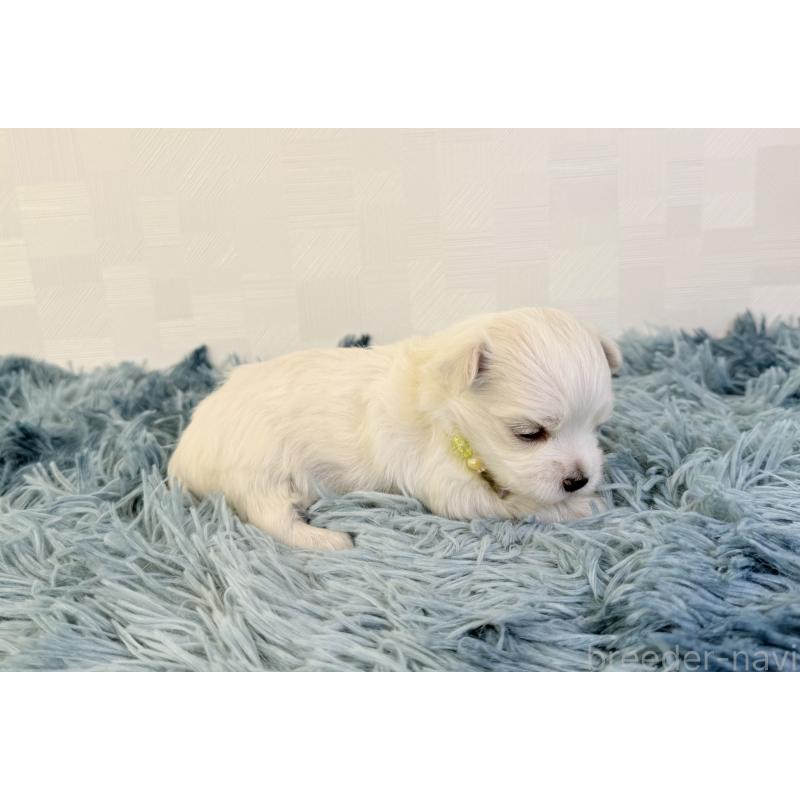 販売中の埼玉県のマルチーズ-426483の5枚目