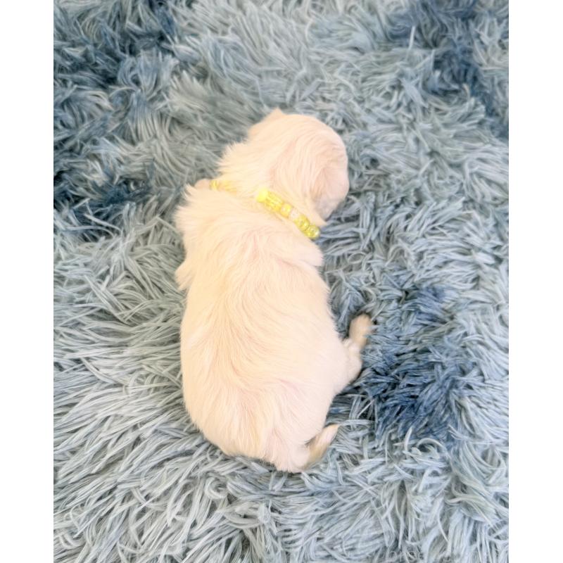 販売中の埼玉県のマルチーズ-426483の4枚目