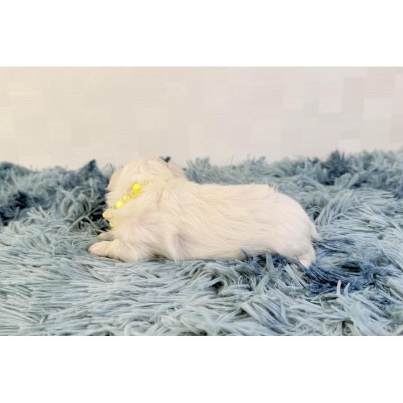 販売中の埼玉県のマルチーズ-426483の3枚目