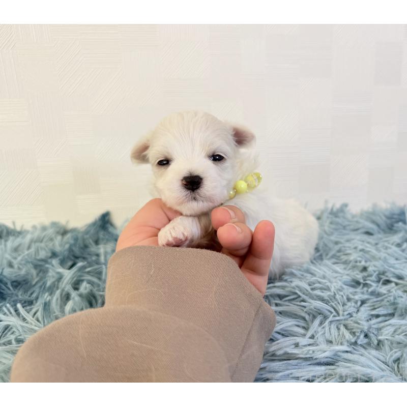 販売中の埼玉県のマルチーズ-426483の2枚目