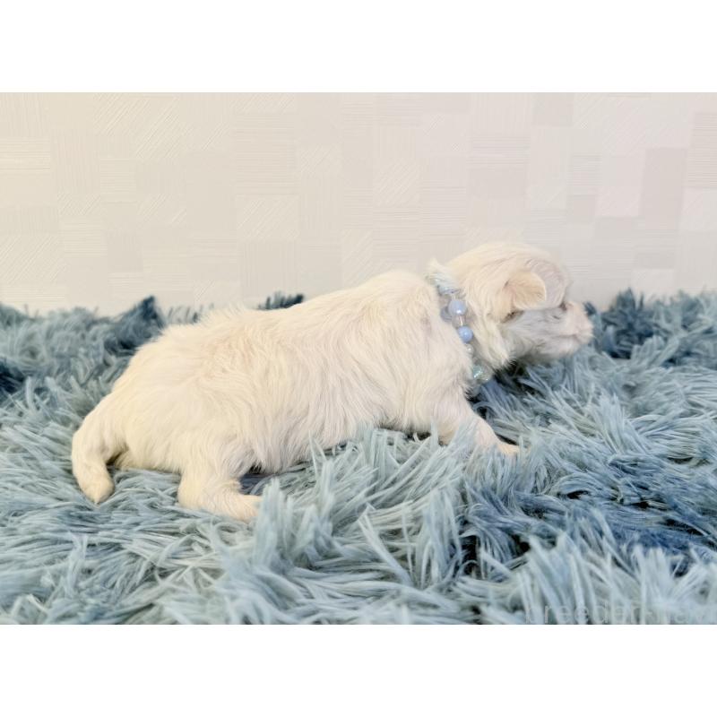 販売中の埼玉県のマルチーズ-426484の5枚目