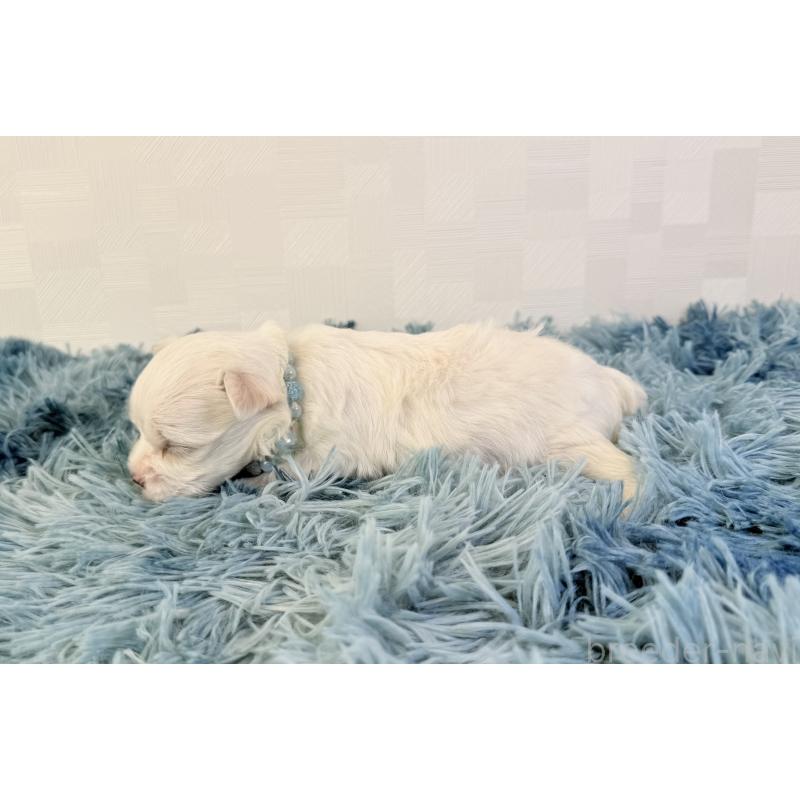 販売中の埼玉県のマルチーズ-426484の4枚目