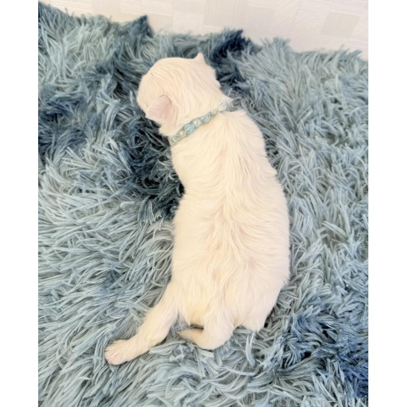 販売中の埼玉県のマルチーズ-426484の3枚目