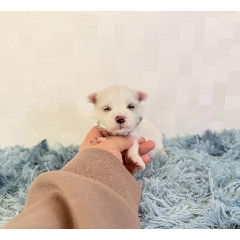 販売中の埼玉県のマルチーズ-426484の2枚目