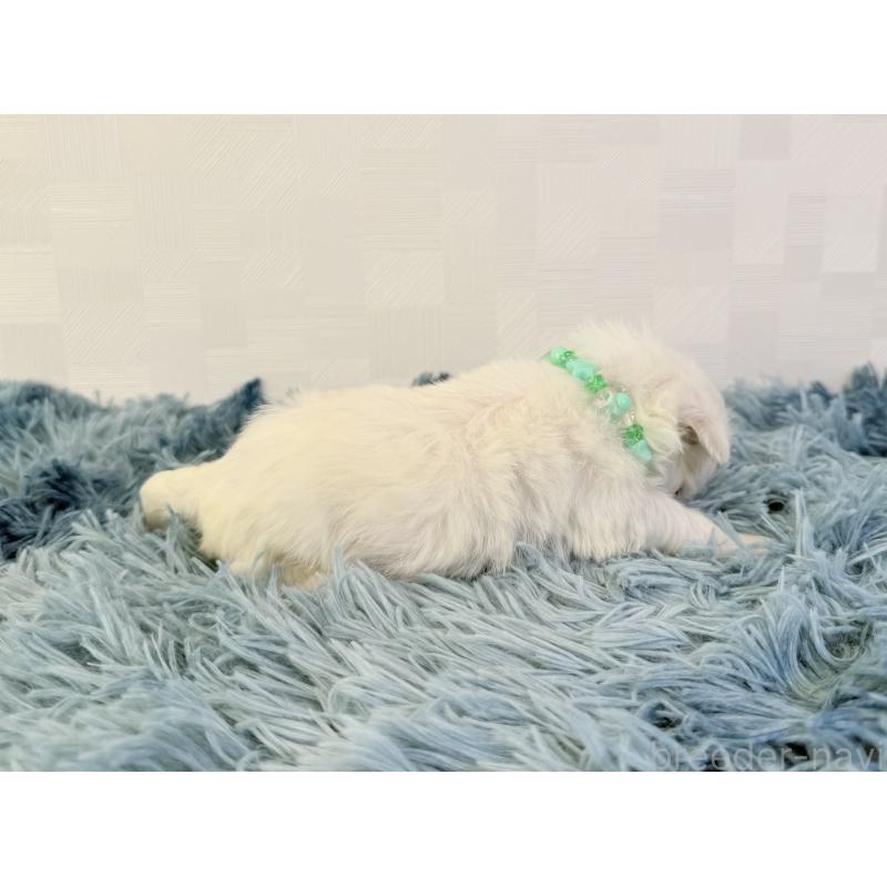 販売中の埼玉県のマルチーズ-426485の5枚目