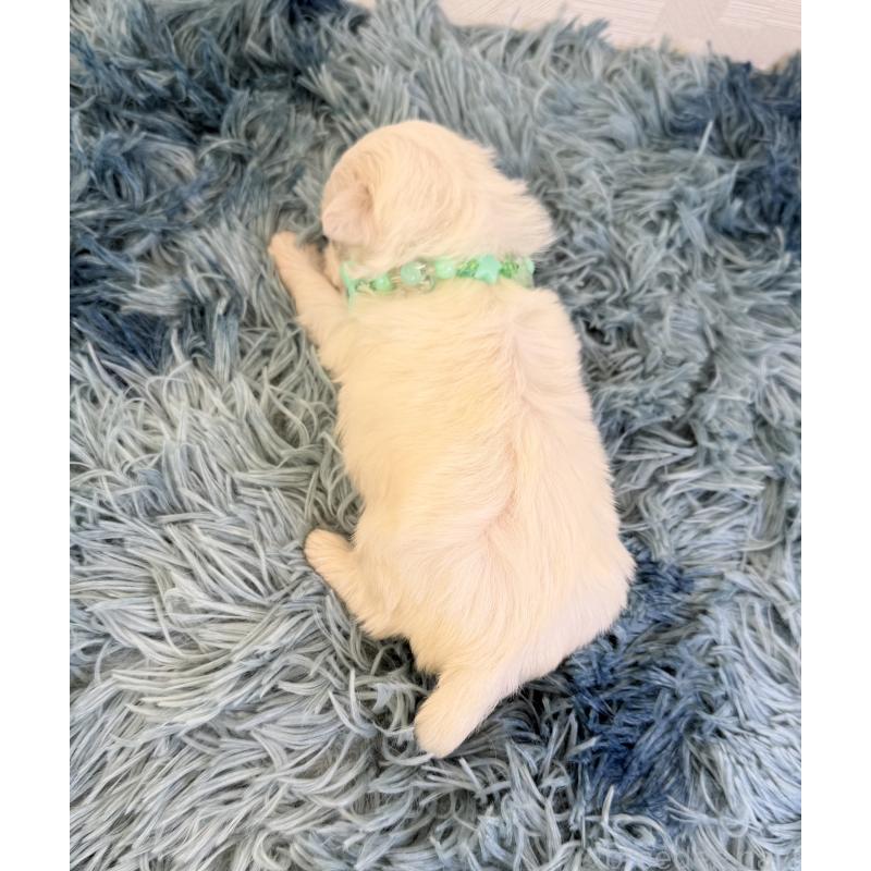 販売中の埼玉県のマルチーズ-426485の4枚目