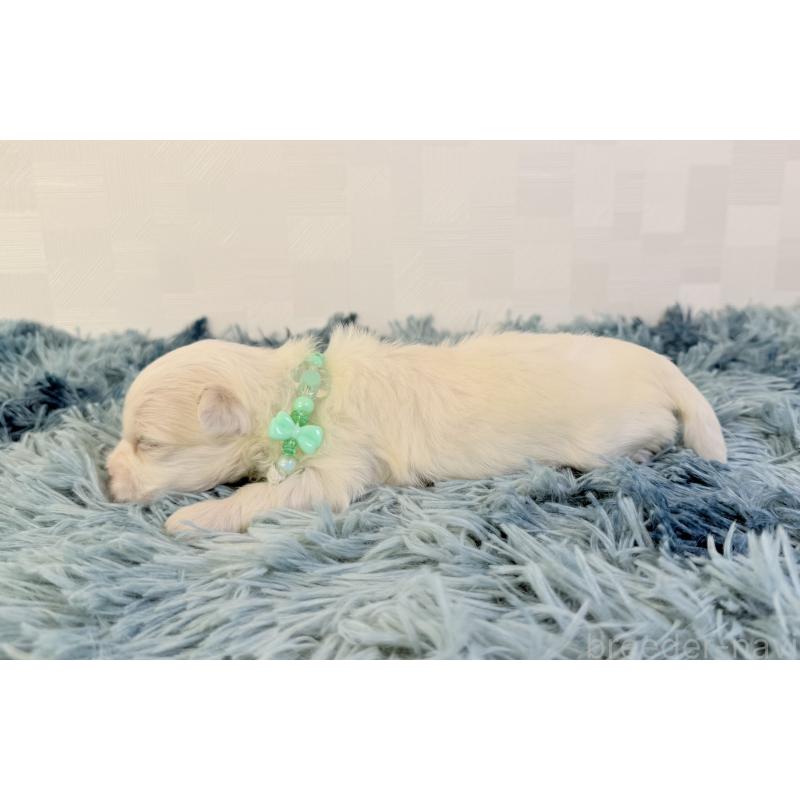 販売中の埼玉県のマルチーズ-426485の3枚目