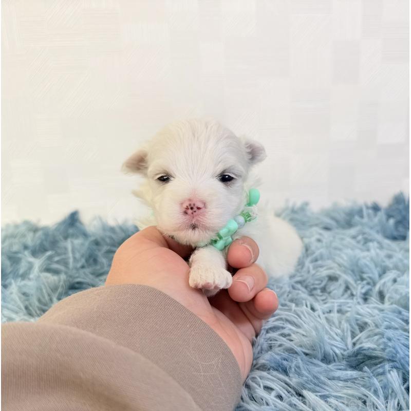 販売中の埼玉県のマルチーズ-426485の2枚目