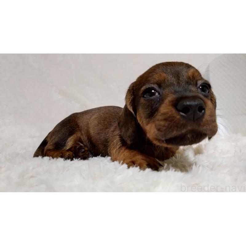 販売中の北海道のミニチュアダックスフンド(ワイヤーヘアード)-420095の5枚目