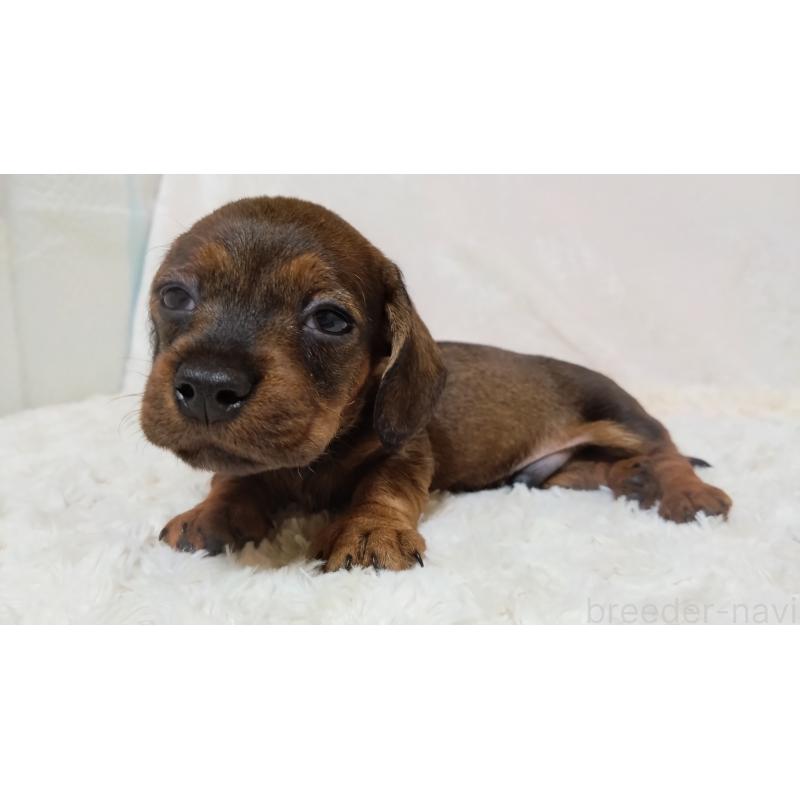 販売中の北海道のミニチュアダックスフンド(ワイヤーヘアード)-420095の4枚目