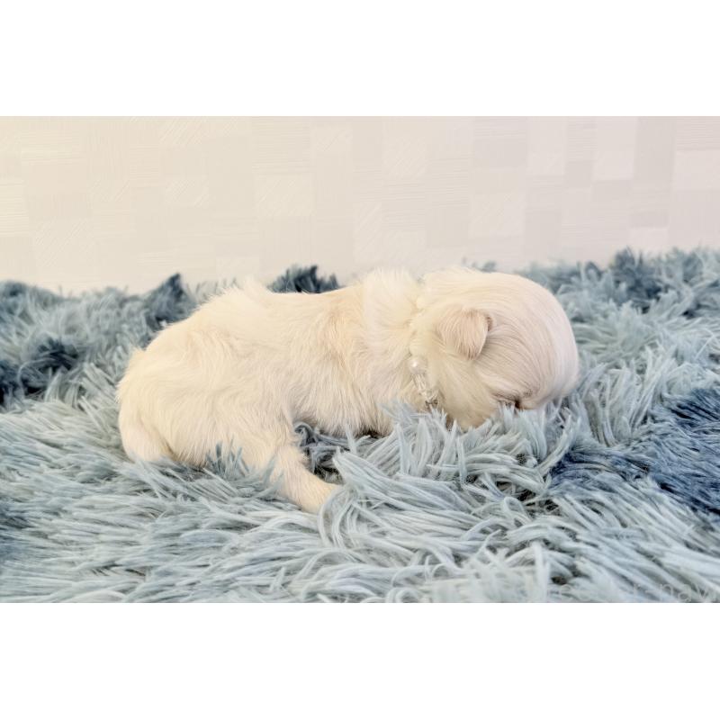 販売中の埼玉県のマルチーズ-426486の5枚目