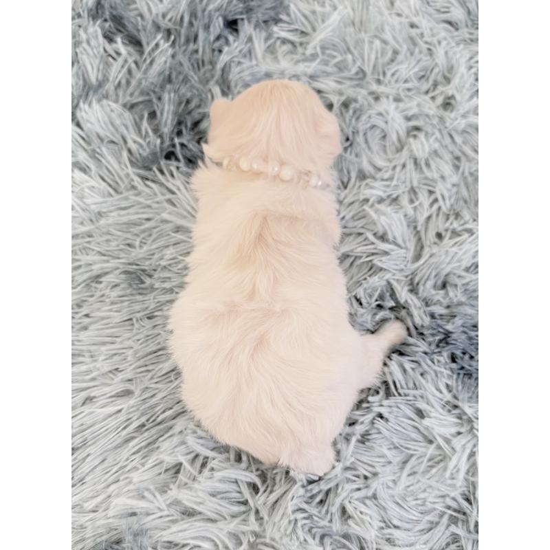 販売中の埼玉県のマルチーズ-426486の4枚目