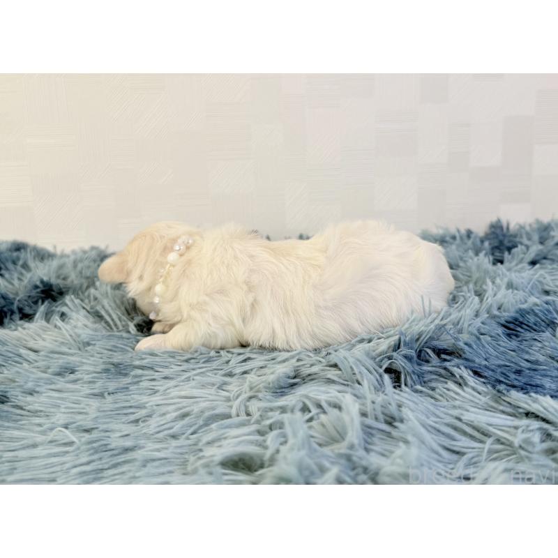 販売中の埼玉県のマルチーズ-426486の3枚目