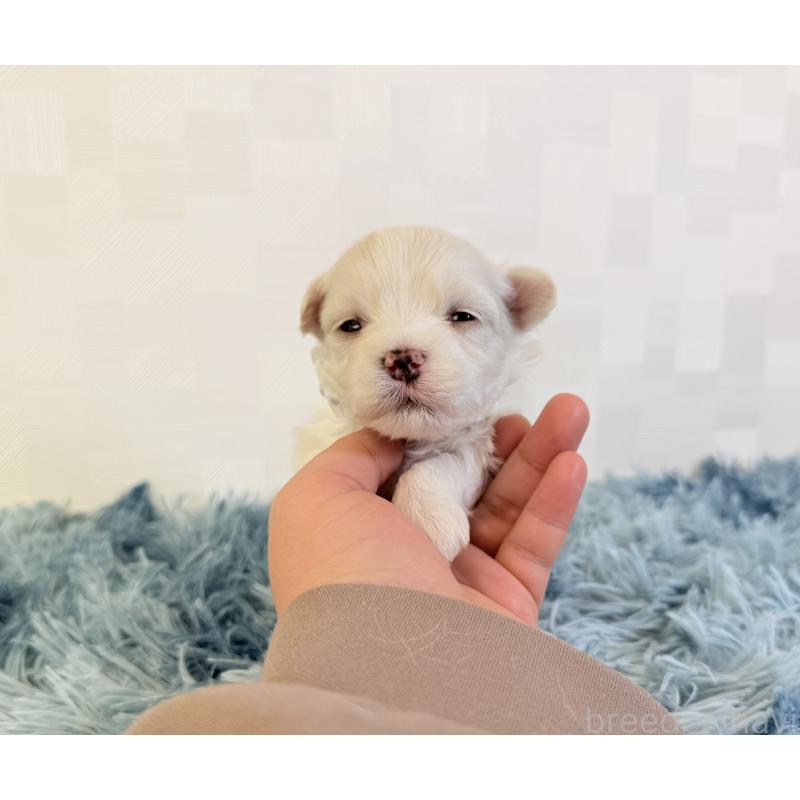 販売中の埼玉県のマルチーズ-426486の2枚目