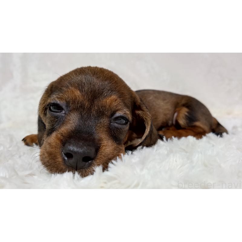 販売中の北海道のミニチュアダックスフンド(ワイヤーヘアード)-420095の3枚目