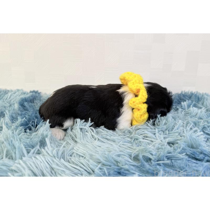 販売中の埼玉県のキャバリアキングチャールズスパニエル-426487の5枚目