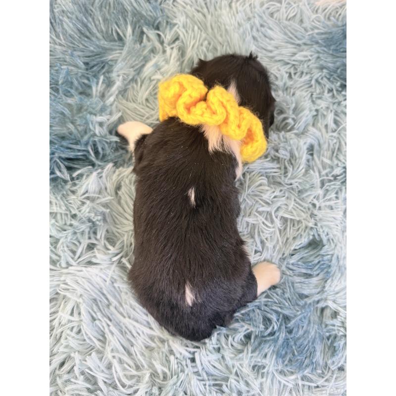 販売中の埼玉県のキャバリアキングチャールズスパニエル-426487の4枚目