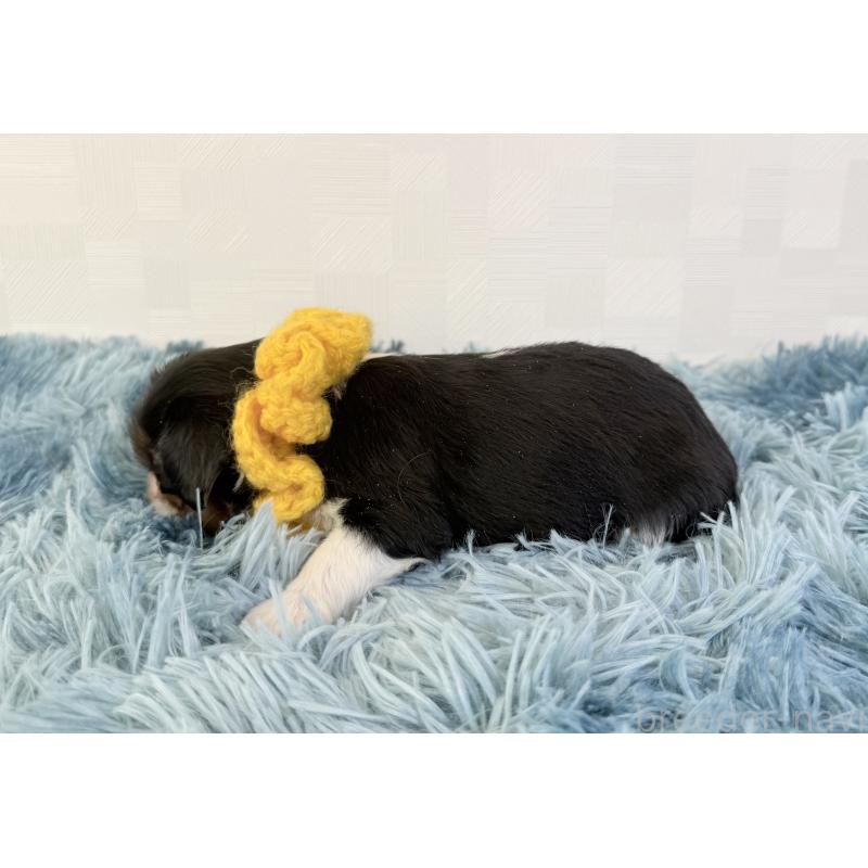 販売中の埼玉県のキャバリアキングチャールズスパニエル-426487の3枚目