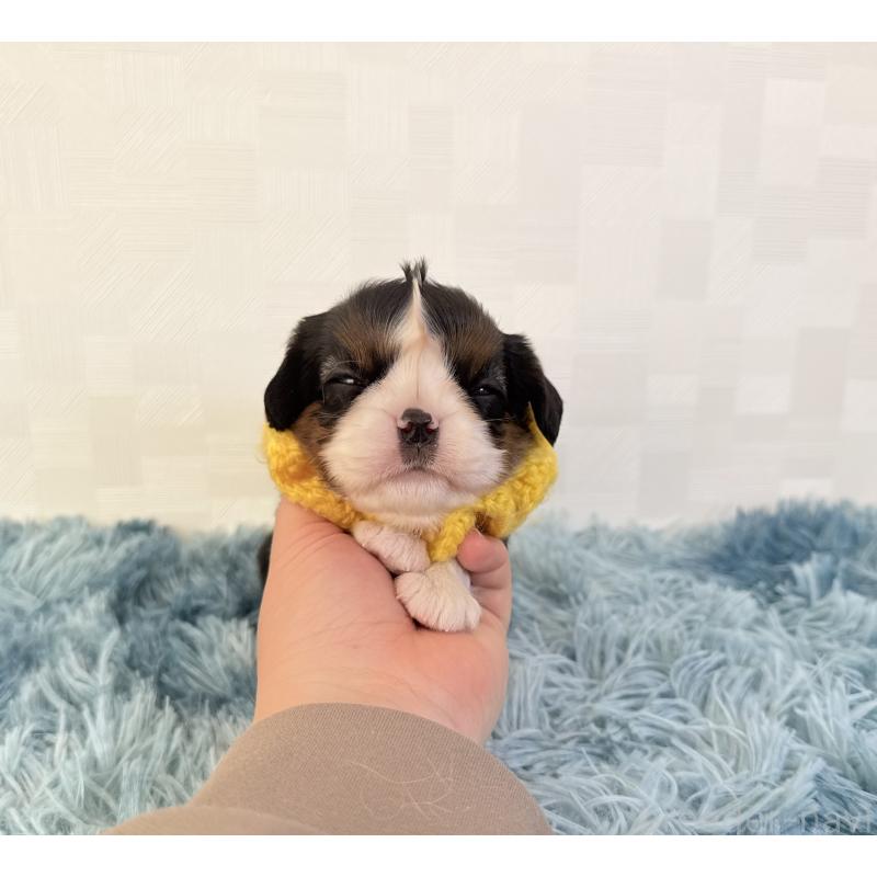 販売中の埼玉県のキャバリアキングチャールズスパニエル-426487の2枚目