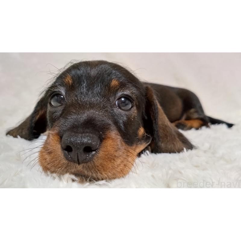 販売中の北海道のミニチュアダックスフンド(ワイヤーヘアード)-420100の3枚目
