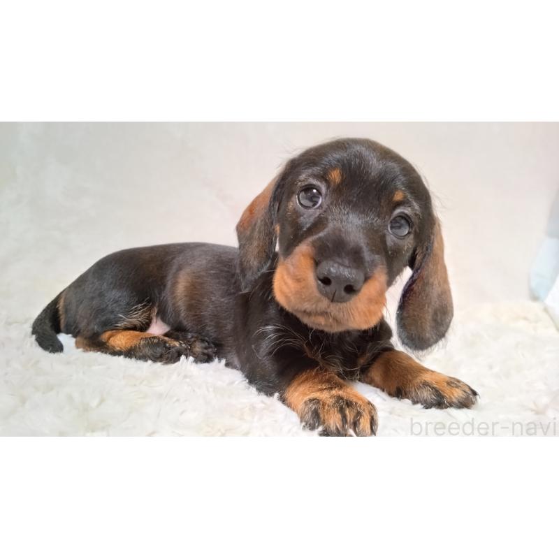 販売中の北海道のミニチュアダックスフンド(ワイヤーヘアード)-420100の2枚目