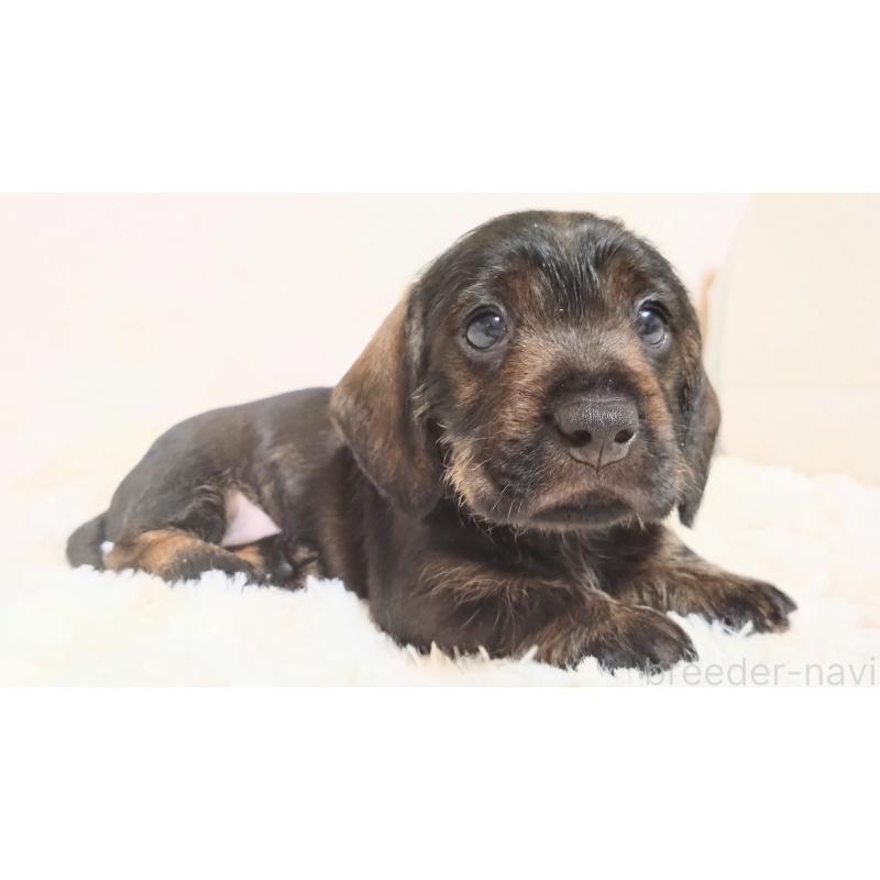 販売中の北海道のミニチュアダックスフンド(ワイヤーヘアード)-420117の5枚目