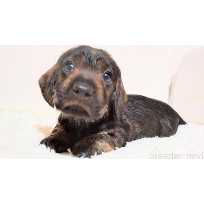 販売中の北海道のミニチュアダックスフンド(ワイヤーヘアード)-420117の4枚目