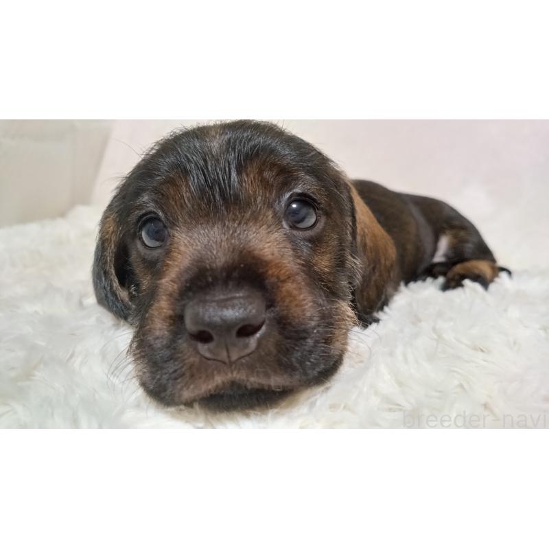 販売中の北海道のミニチュアダックスフンド(ワイヤーヘアード)-420117の3枚目