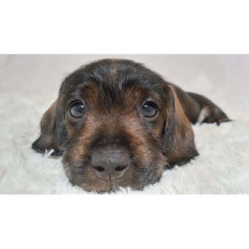 販売中の北海道のミニチュアダックスフンド(ワイヤーヘアード)-420117の2枚目