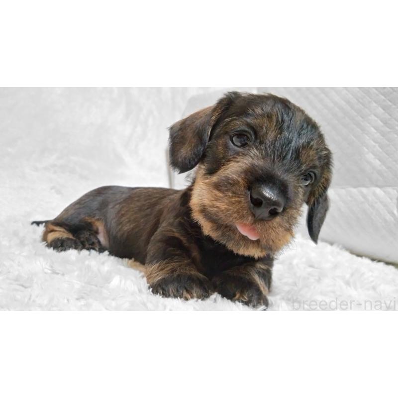 販売中の北海道のミニチュアダックスフンド(ワイヤーヘアード)-420124の5枚目