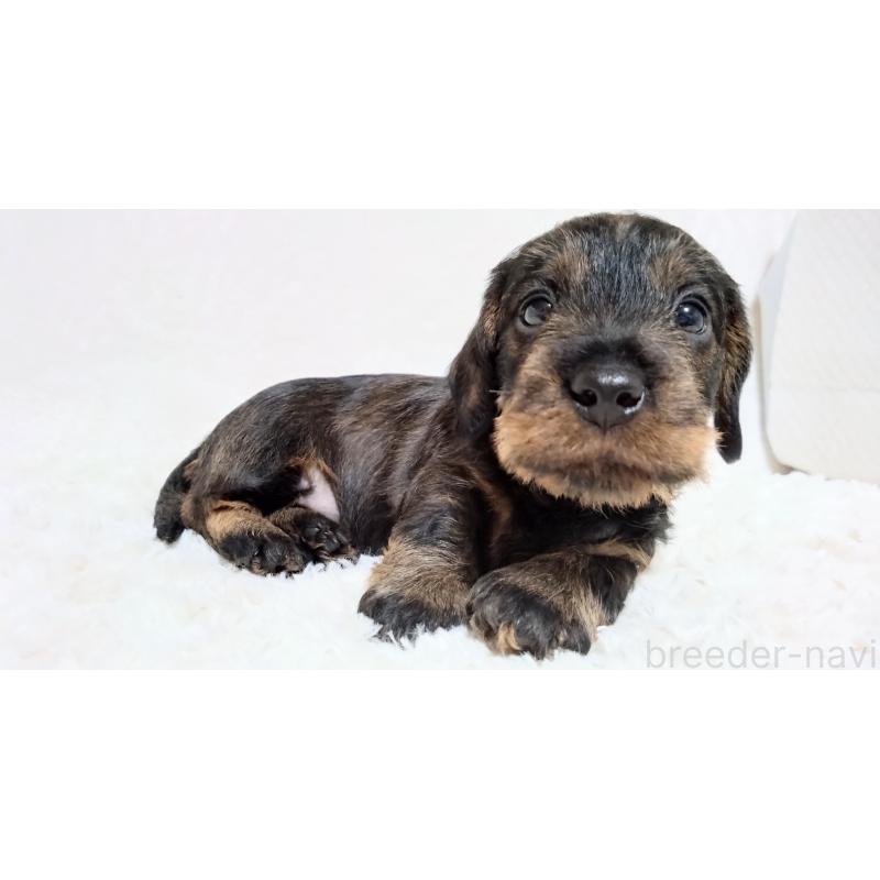 販売中の北海道のミニチュアダックスフンド(ワイヤーヘアード)-420124の3枚目