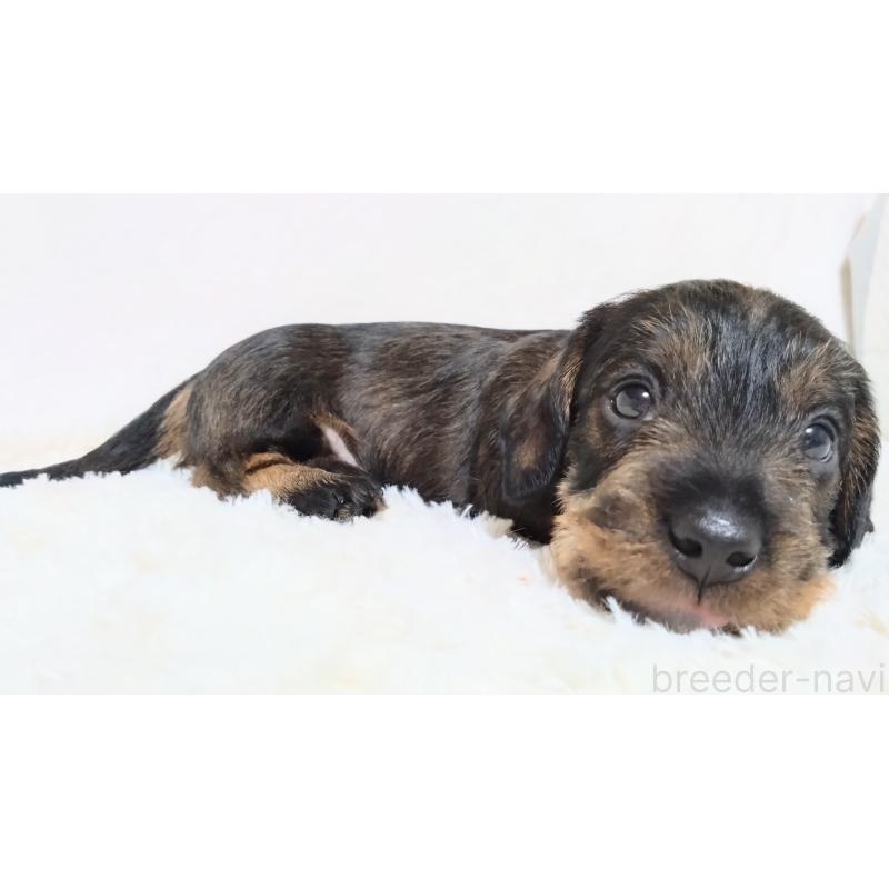 販売中の北海道のミニチュアダックスフンド(ワイヤーヘアード)-420124の2枚目