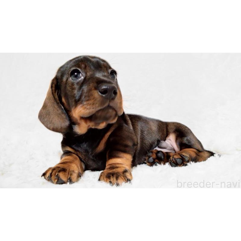 販売中の北海道のミニチュアダックスフンド(ワイヤーヘアード)-420125の5枚目