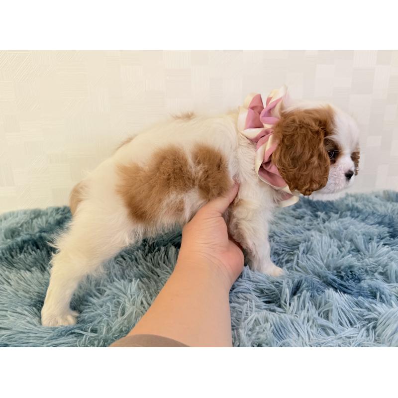 成約済の埼玉県のキャバリアキングチャールズスパニエル-421884の5枚目