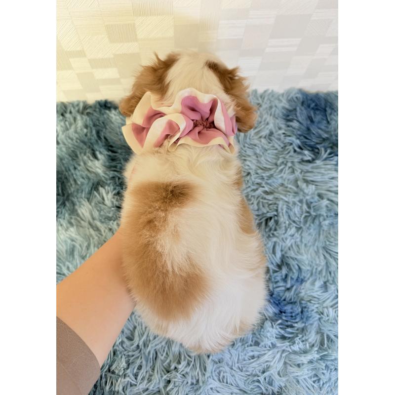 成約済の埼玉県のキャバリアキングチャールズスパニエル-421884の4枚目