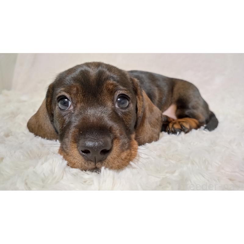 販売中の北海道のミニチュアダックスフンド(ワイヤーヘアード)-420125の4枚目