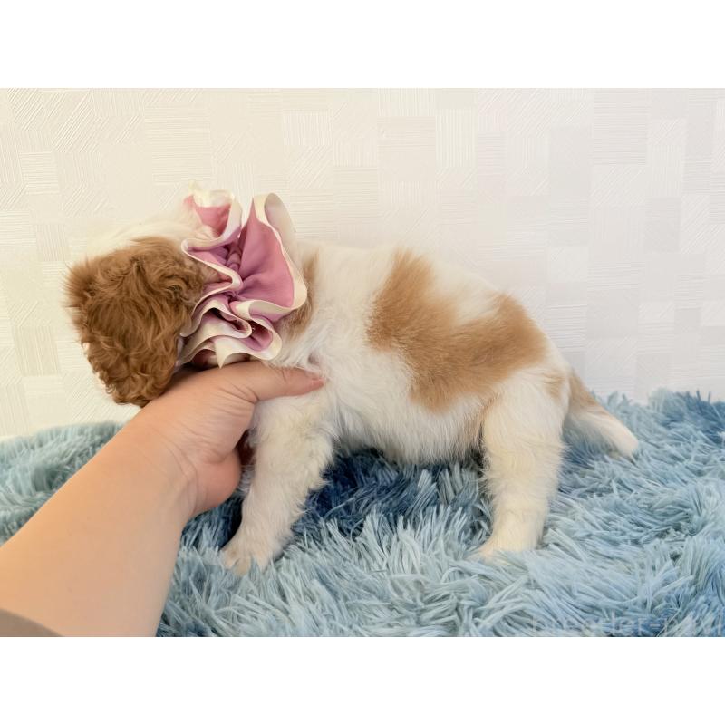 成約済の埼玉県のキャバリアキングチャールズスパニエル-421884の3枚目