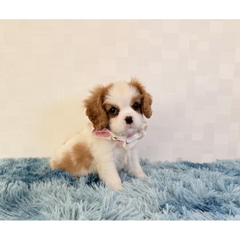 成約済の埼玉県のキャバリアキングチャールズスパニエル-421884の2枚目