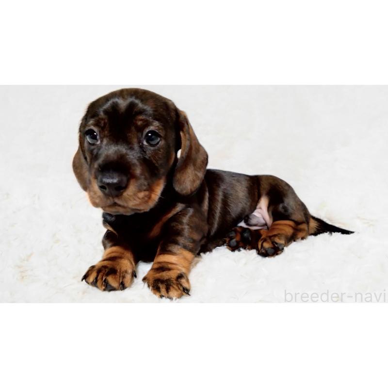 販売中の北海道のミニチュアダックスフンド(ワイヤーヘアード)-420125の3枚目