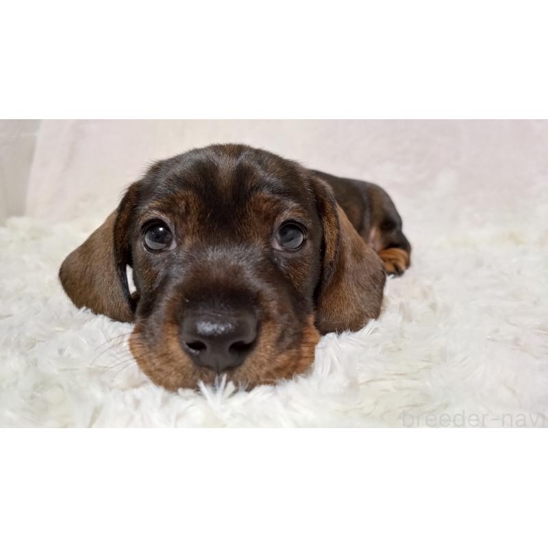 販売中の北海道のミニチュアダックスフンド(ワイヤーヘアード)-420125の2枚目
