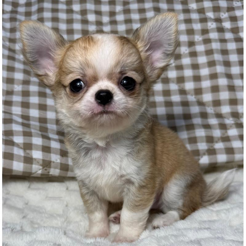 販売中の大阪府のチワワ(ロングコート)-426490の7枚目