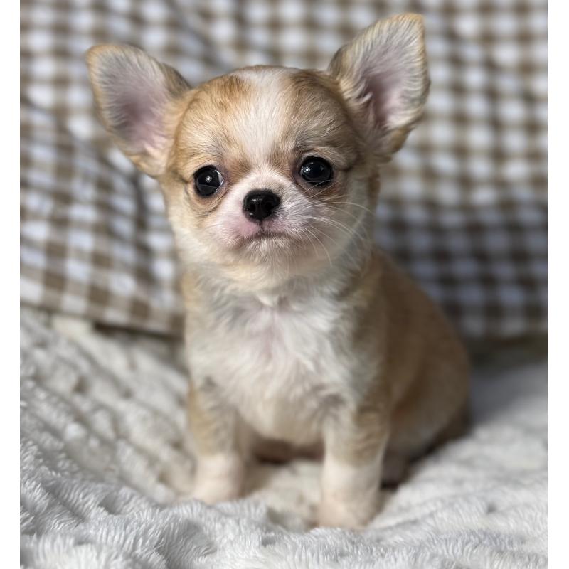 販売中の大阪府のチワワ(ロングコート)-426490の6枚目