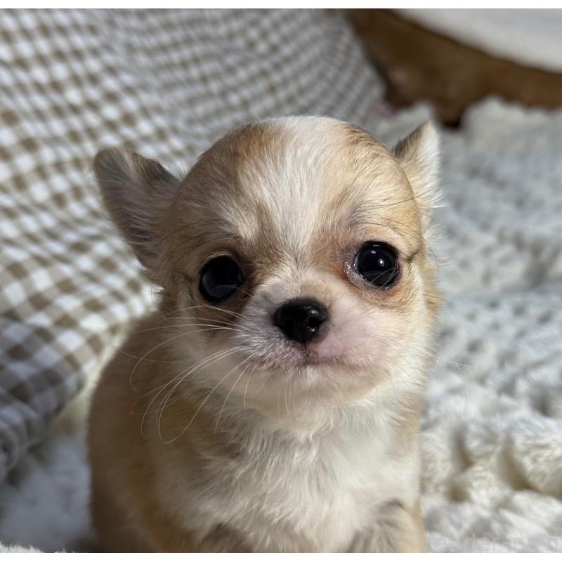 販売中の大阪府のチワワ(ロングコート)-426490の5枚目